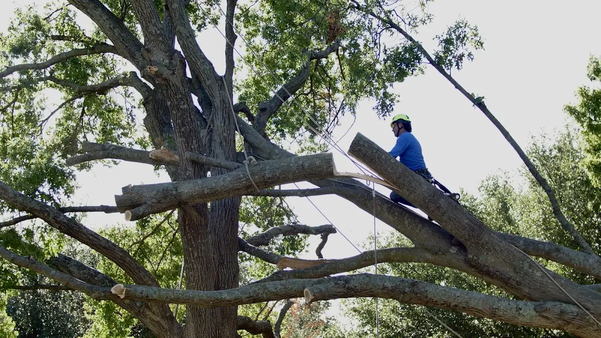 Professional Crown Thinning performed by certified arborists in Ursa